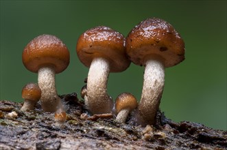 A small troop of common stump brittlestem
