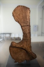 Schulterblatt eines Brachiosaurier