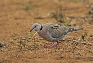 African mourning dove
