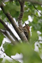 Bar-headed Woodpecker
