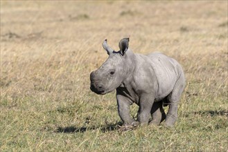 White rhinoceroses