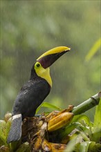 Adult chestnut-mandibled toucan