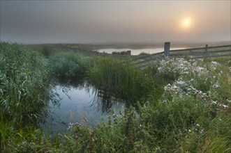View of water filled ditch and reedbed on coastal grazing marsh habitat at sunrise