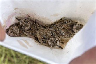 Young Little Ringed Plover chicks in the bag waiting to be ringed