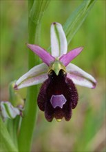 Balearic orchid