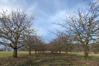 Cherry orchard in snow-free December