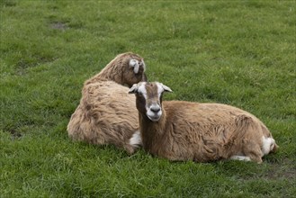 Two goats lying in the grass