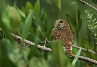 Adult Ferruginous Pygmy Owl
