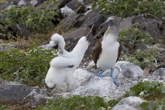 Young Blue-footed Booby begs for food from adults