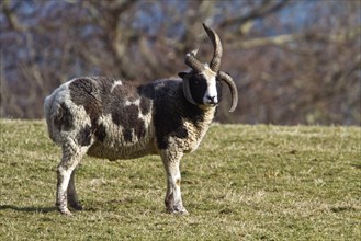 Jacob's sheep are a breed of unprocessed multi-horned sheep patterned with black and white patches. They are prized for their wool