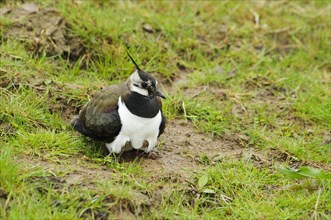 Northern northern lapwing