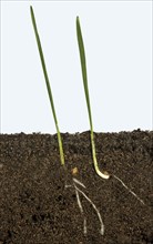 Wheat seeds germinating in a glass-sided container and showing root and air development