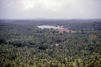Coconut trees around Mahi in Puducherry or Pondicherry