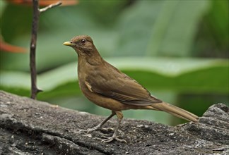 Clay-coloured robin