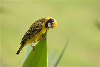 Speke's speke's weaver