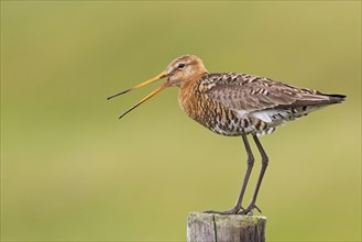 Black-tailed godwit