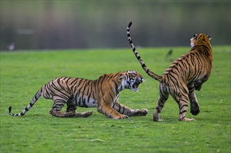 Indian Tiger