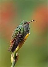 Red-tailed Hummingbird