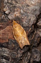 An orange example of the extremely variable light brown apple moth