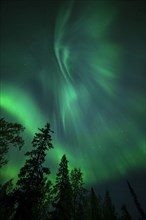 Aurora Borealis and stars over coniferous forest