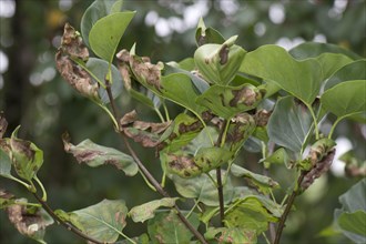 Symptoms of magnesium deficiency on late summer foliage of a lilac tree