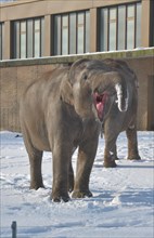 Elephant eats snow