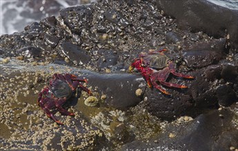 East Atlantic Sally Lightfoot Crab