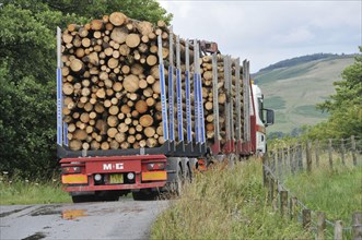 Load of cut logs being transported by lorry