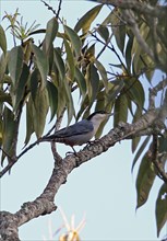 Giant Nuthatch
