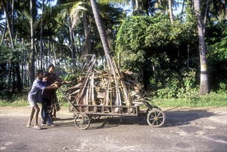 A woman and two boys pushing the cart full of coconut fire wood on the road