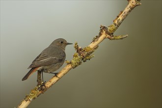 Female Black Redstart
