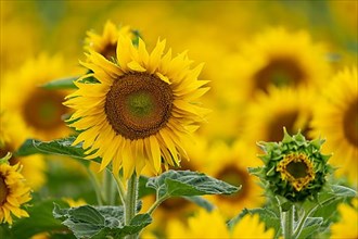 Sunflowers