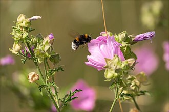 Northern white-tailed bumblebee