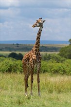 Masai Giraffe