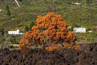Withered tree in the lava flow