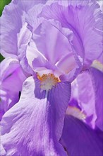 Flower of an bearded iris