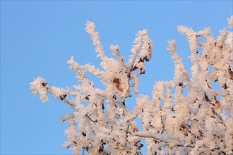 Branches of a large-leaved linden with thick hoar frost and fruiting during winter on the Swabian Alb in Giengen