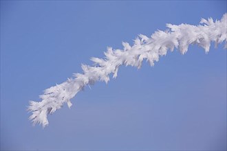 Detail of a branch with thick ice crystals and hoarfrost on the Swabian Alb in Giengen