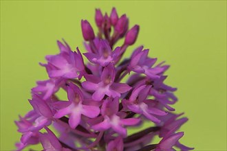 Detail of pyramidal orchid