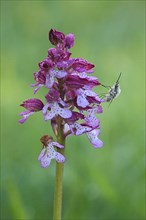 Northern marsh-orchid