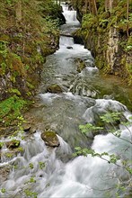 Mountain stream with rapids