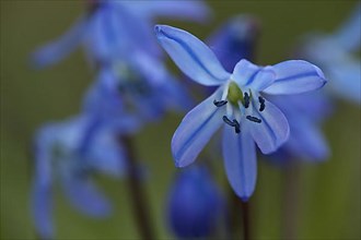 Flower with pistil of the alpine squill