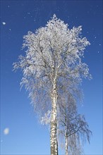 Warty birch