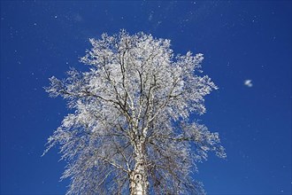 Warty birch