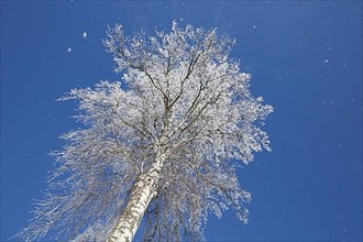 Warty birch