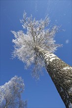 Warty birch