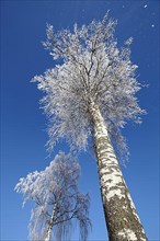 Two warty birches