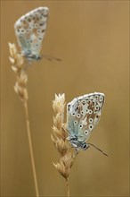 Two adonis blue