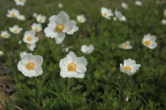 Group with snowdrop anemone