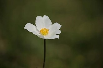 Flower of the Greater Anemone